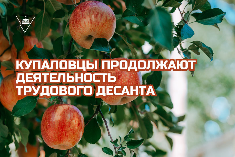 Усё на яблыкі: купалаўцы працягваюць дзейнасць працоўнага дэсанту