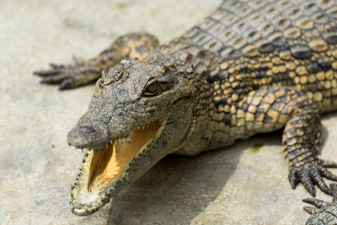 Декан факультета биологии и экологии рассказала о «белорусских» крокодилах